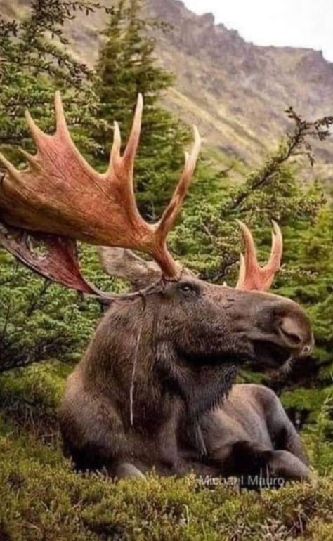 Moose Pictures, Moose Deer, Deer Species, Bull Moose, Wild Animals Pictures, American Animals, Big Animals, Majestic Animals, Wildlife Animals