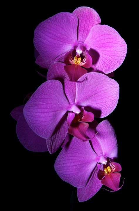 Purple Orchid Aesthetic, Orchid Flower Photography, Valley Photography, Kristina Webb, Orchid Photography, Orchid Centerpieces, Plumeria Flowers, Image 3d, Radiant Orchid