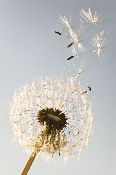 Whats Wallpaper, Dandelion Art, Blowing In The Wind, Dandelion Wish, Dandelion Flower, Healing Herbs, Make A Wish, Belle Photo, Mother Earth