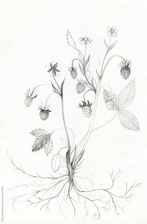 "Wild Strawberry Drawing" by Stocksy Contributor "Liliya Rodnikova" - Stocksy Strawberry Ink Drawing, Wild Strawberry Tattoo Black And White, Rasberry Bushes, Bush Drawing, Strawberry Drawing, Strawberry Tattoo, Strawberry Art, Wild Strawberry, Wild Strawberries