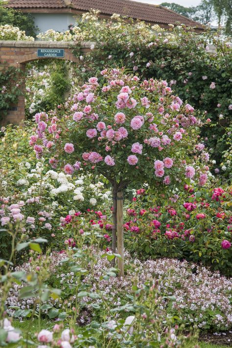 Love this but in red maybe? Rose Companion Plants, Standard Roses, Rose Garden Design, Rose Trees, David Austin Roses, The Secret Garden, Flower Gardens, David Austin, Anne Boleyn