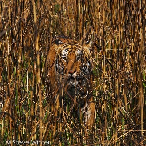 Photo by @stevewinterphoto. It's almost here! The day Tigers Forever hits bookshelves is tomorrow! For those who pre-ordered a copy, tomorrow is the day your copy of Tigers Forever will be shipped. For those who still haven't ordered a copy...Well what are you waiting for? Amazon, Barnes and Noble, and the National Geographic book store all have TF in stock. 10% of proceeds from book sales will go directly to @PantheraCats tiger conservation efforts. #tiger #wildlife #wildlifephotography #cons… Adder Snake, Jackson Chameleon, Two Tigers, Tiger Conservation, 10 Animals, Tomorrow Is The Day, Gray Tree, Animal Conservation, Canada Photos