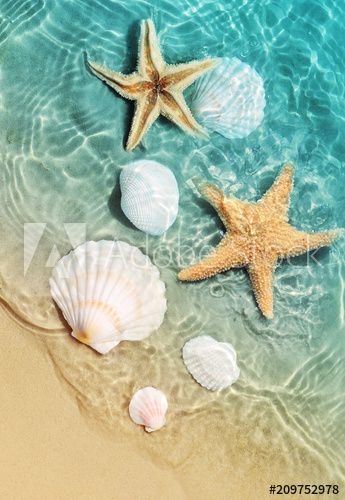 starfish and seashell on the summer beach in sea water. - Buy this stock photo and explore similar images at Adobe Stock Strand Wallpaper, Images Noêl Vintages, Art Plage, Beach Wall Collage, Desen Realist, Summer Backgrounds, Ocean Vibes, Ocean Wallpaper, Orange Aesthetic