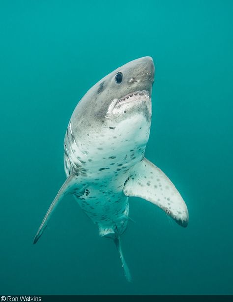 Photographer of the Week – Ron Watkins “Salmon Shark Rising”: This is one of Ron’s favorite photos of the elusive salmon shark because it showcases the distinctive features of this shark—the Dalmatian pattern, forward eyes, and smaller mouth than a great white shark. (Image captured at Ravencroft Lodge in Port Fidalgo) Salmon Shark, Shark Images, Cool Sharks, Shark Photos, Shark Pictures, Sea Mammal, Saltwater Crocodile, Shark Tattoos, Underwater Photographer