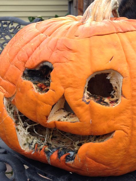 Moldy jack o lantern. Turnip Jack O Lantern, Rotting Jack O Lantern, Witchy Jack O Lantern Ideas, Rotten Jack O Lantern, Jack O Lantern Spectacular, Used Tools, Carving Ideas, Trick Or Treater, Hell Yeah