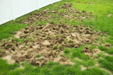 Lawn Grubs: How to Identify, Get Rid of, and Prevent Them - Dengarden Grubs In Lawn, Bermuda Grass, Healthy Lawn, Spring Plants, Home Landscaping, Lawn Care, Early Morning, Stepping Stones, Soil