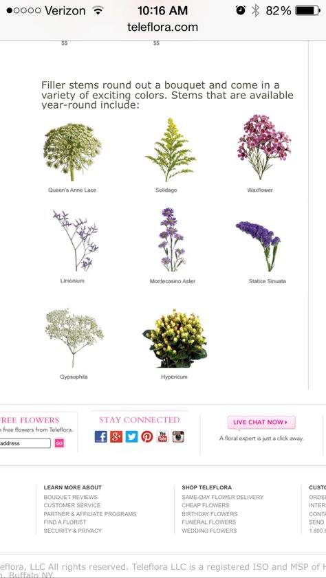 Filler flowers for Fall wwsding Filler Flowers For Bouquet, Bouquet Fillers, Flowers For Fall, Flower Types, Filler Flowers, Prom Flowers, Book Annotation, Flower Names, Queen Annes Lace