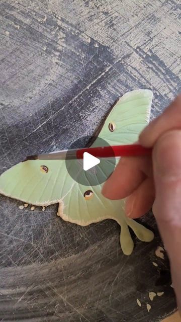 Kelsey Schroeder on Instagram: "Luna moth vase in process. I love getting to share my pottery making in the works! Lots more butterfly and moth designs in the works for June" Clay Luna Moth, Moth Ceramic, Clay Moth, Butterfly And Moth, Pottery Sale, Lunar Moth, Moth Art, Luna Moth, Art Clay