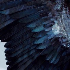 Obsidian Feathered Wings | What Wings Will You Have? - Quiz Green Wings Aesthetic, Obsidian Aesthetic, Green Wing, Dark Wings, Wings Art, Angel Aesthetic, Blue Wings, Feather Wings, Green Bird