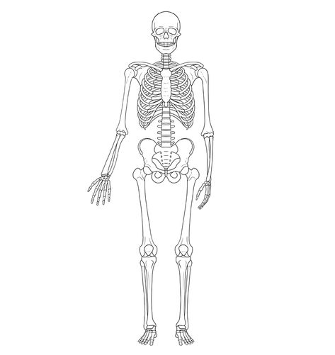 Simple Skeleton Drawing, Skeleton Drawing Easy, Draw A Skeleton, Skeleton Hands Drawing, Skeleton Drawing, Skeleton Arm, Skeleton Body, Drawing Legs, Simple Skull