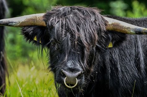 Beef, Horns, Nose Ring, Animal, Wildlife Photography Bull With Nose Ring, Black Highland Cow, Bull Nose Ring, Highland Coo, Animal Noses, Farm Family, Scottish Highland Cow, Cow Horns, Black Cow