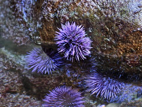 Sea Urchin from Ron's Temperate Marine ... Purple Sea Urchin, Aquarium Photos, Purple Beach, Purple Sea, Purple Animals, Coral Art, Sea Urchins, Tatty Devine, Sea Otter