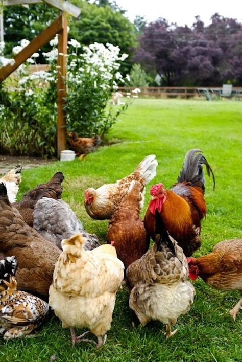 Chicken Farm.  Subsistence Agriculture and Extensive Farming. Happy Chickens, Beautiful Chickens, Friends House, Chickens And Roosters, Chicken Coops, Chicken Breeds, Hens And Chicks, Farms Living, Down On The Farm