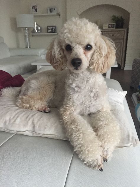 French Puddle, Miniature Poodle Cuts, Toy Poodle Haircut, Teddy Bear Poodle, Grey Poodle, Poodle Hair, Poodle Haircut, Poodle Cuts, Pretty Poodles