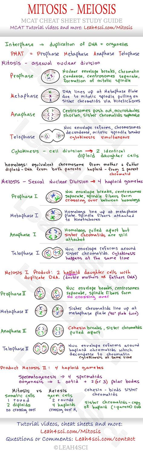 Mitosis and Meiosis MCAT Cheat Sheet Study Guide - learn what happens in each step: Prophase, Metaphase, Anaphase, Telophase and how they all tie together Ap Bio Cheat Sheet, Bio 30 Notes, Prophase 1 Meiosis, Teas Exam Study Guides, Mitosis Y Meiosis, Mitosis And Meiosis, Ged Study Guide, Teas Test, Mcat Prep