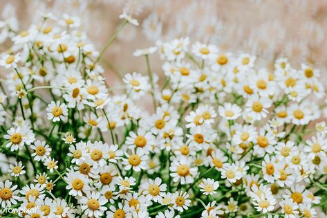 Bunch of chamomile in a flower shop | premium image by rawpixel.com / Karolina / Kaboompics Gerber Daisy Bouquet, Wallpaper Daisy, Gerbera Daisy Bouquet, Flower Desktop, White Flower Wallpaper, Flower Desktop Wallpaper, Grey Floral Wallpaper, White Flower Bouquet, Pink Gerbera