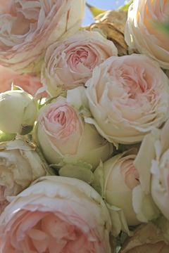 EDEN rose...I have this growing on my arbor in the backyard... LOVE!!!! Candy Roses, Heirloom Roses, Belle Rose, Have Inspiration, Colorful Roses, English Roses, Bunch Of Flowers, Ranunculus, Beautiful Blooms