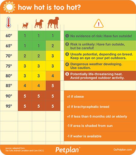 Dog Temperature, Cat Illnesses, Temperature Chart, Dog Insurance, Emergency Care, Dog Info, Dog Safety, Pet Insurance, Dog Care Tips