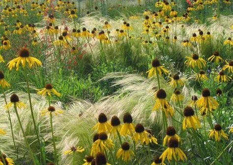 echinacea and grasses: Prairie Planting, Piet Oudolf, Prairie Garden, Meadow Garden, Grasses Landscaping, Border Plants, Grasses Garden, Garden Borders, Perennial Garden