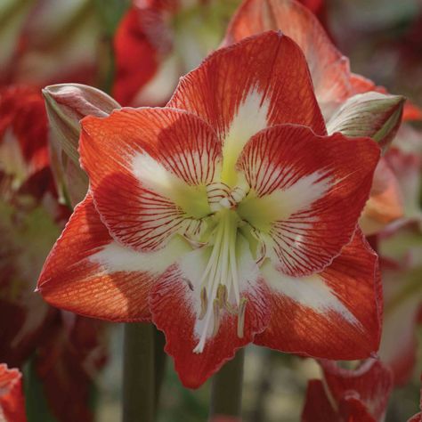 ✅ EYE CATCHING RED & WHITE: Minerva is eye-catching! Scarlet blooms are delicately adorned with a flawless white center. Minerva will bring Christmas cheer and holiday warmth into any home! Minerva is the perfect gift for someone who likes a new spin on a classic amaryllis.   ✅THAT’S A WRAP: Artistically wrapped in wire, each amaryllis bulb is ready for display in your home. An extra length of wire is provided to allow for easy hanging!  ✅ NO SOIL REQUIRED: Our amaryllis bulbs have all of the required carbohydrates stored and are ready to produce gorgeous blooms without needing soil or water. Just add sunlight!   ✅ HAPPINESS & WARMTH: The warmth from an amaryllis bloom will light up your home in the cold months of winter. Each bloom brings pops of joy and color to your space for we Amaryllis Plant, Amaryllis Flower, Amaryllis Flowers, Amaryllis Bulbs, Winter Hacks, Floating Plants, Plant Supplies, Plant Tags, Pond Design