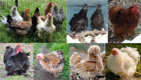 Frizzle Chicken Breed – Everything You Need to Know Serama Chicken, Frizzle Chickens, Chicken Breeds, Raising Chickens, Rooster, Health Care, Need To Know, Chicken, Health