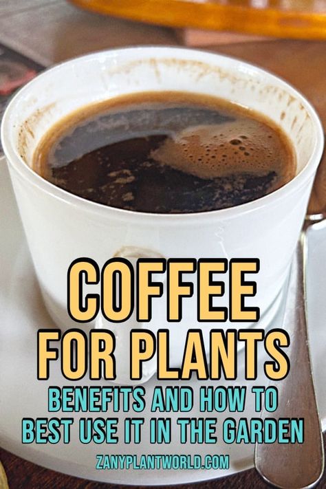 Coffee for Plants: 6 Benefits and How to Best Use it in the Garden Coffee For Plants Gardening Tips, Is Coffee Good For Plants, What Plants Like Coffee Grounds, Coffee For Plants, Coffee Grounds For Plants, Coffee In The Garden, Coffee Grounds As Fertilizer, Planting Hacks, Acid Loving Plants