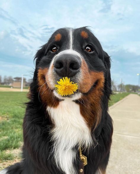 Bernice Mountain Dog, Burmese Mountain Dogs, Bernese Dog, Bernese Mountain Dog Puppy, Super Cute Animals, Mountain Dog, Silly Animals, Bernese Mountain, Bernese Mountain Dog