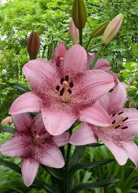 Asian Lily, Asian Lilies, Asiatic Lily, Lily Bulbs, Asiatic Lilies, Perfect Plants, Garden Seeds, In Bloom, Cut Flowers