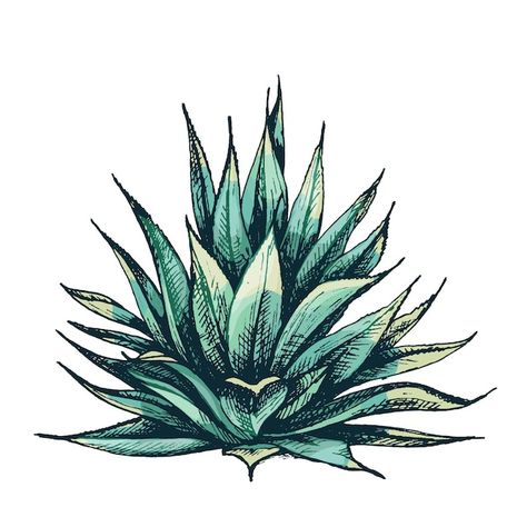 Cactus agave azul. ilustración de color ... | Premium Vector #Freepik #vector #agave-azul #cactus-silueta #silueta-plantas #plantas-suculentas Tequila Festival, Blue Agave Plant, Tequila Agave, Agave Azul, Cactus Tattoo, How To Make Margaritas, Palm Tree Plant, Blooming Cactus, Plant Tattoo