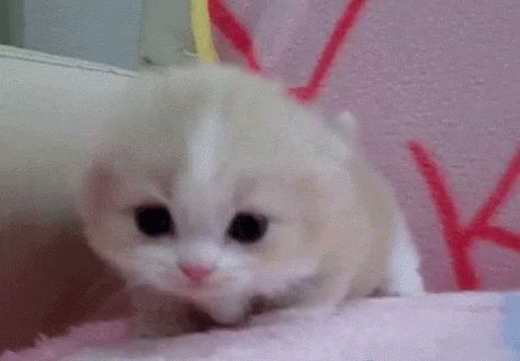 Cat Kawaii GIF - Cat Kawaii Mew - Discover & Share GIFs Kitten Meowing, Kitten Love, Kitten Gif, Cat Icon, Cute Cat Gif, Little Kittens, Silly Cats, Doja Cat, Cute Kittens