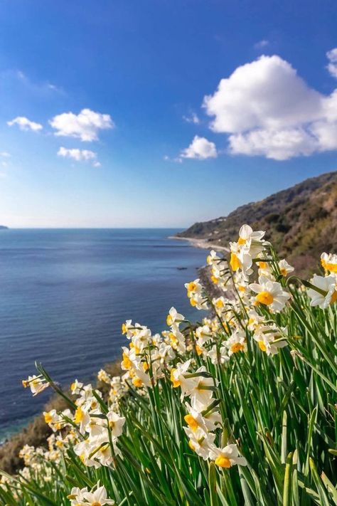 Awaji Island, March Birth Flowers, Daffodil Flower, Hyogo, Scenic Photography, Nature Travel, Wallpaper Aesthetic, Japan Travel, Daffodils