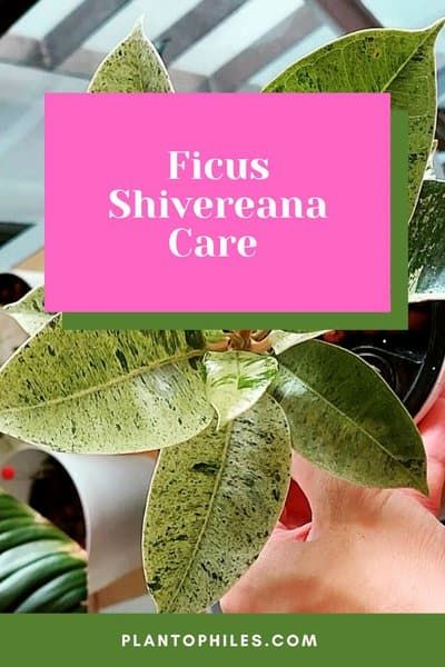 Ficus Shivereana, Rubber Plant Care, Plant Wishlist, Rooting Hormone, Ficus Elastica, Rubber Plant, Fertilizer For Plants, Root Growth, Green Earth