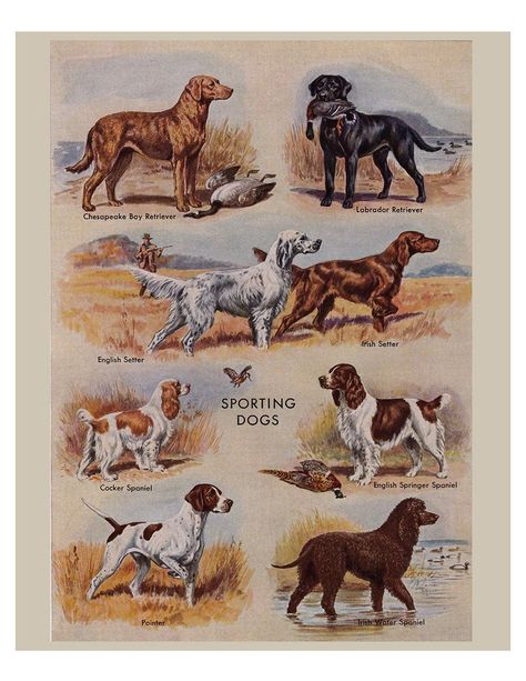 Vintage Dog Prints From the 1950's, Five Printable Digital Downloads for Crafts and Home Decor. No. 182 - Etsy Dog Illustration Art, Ras Anjing, Spaniel Art, Dog Artist, Dog Prints, Sporting Dogs, Dog Illustration, Dog Pin, Vintage Dog