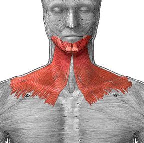 Platysma Muscle, Double Chin Exercises, Chin Exercises, Neck Exercises, Face Exercises, Facial Exercises, Chubby Cheeks, Muscle Tone, Face Yoga