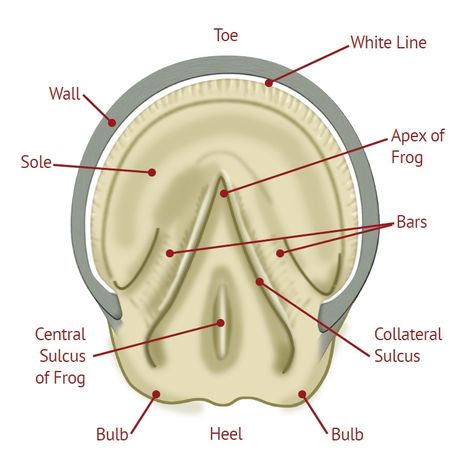 horse hoof anatomy Hoof Anatomy, Equine Vet, Equine Veterinary, Equine Care, Horse Lessons, Horse Information, Horse Hoof, Healthy Horses, Horse Care Tips