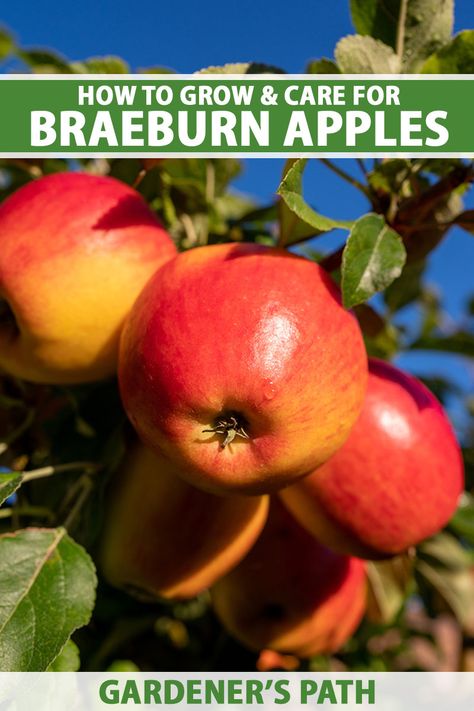 Thinking of planting an apple tree? ‘Braeburn’ checks all the boxes: sweet and tart, crisp and juicy, and easy to grow. Learn about the history of 'Braeburn,' the best methods for growing, harvesting and storing, plus tips for eating, cooking, and more, in this guide on Gardener's Path. #apple #braeburn #gardenerspath Braeburn Apple, Apple Tree Care, Planting Fruit, Apple Tree From Seed, Planting Fruit Trees, Design Garden Ideas, Apple Garden, Witchy Garden, Vegetable Benefits