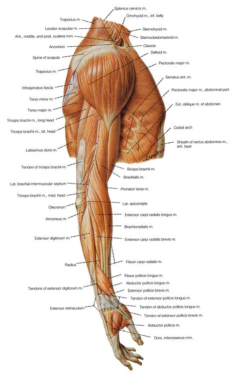 muscles of the shoulder, the arm and the forearm lateral view Body Muscle Anatomy, Shoulder Anatomy, Muscle Diagram, Arm Anatomy, Leg Anatomy, Human Muscle Anatomy, Muscle Structure, Human Body Anatomy, Human Anatomy Drawing