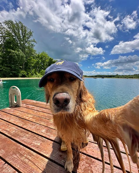 Summer days wouldn’t be the same without my @47 hat from the Dog Collection 🧢 use code DONUT20 for 20% off your purchase at 47brand.com #ad #47brand Dogs With Hats, Animals In Art, 47 Hat, Dog With Hat, Dog Summer, Dream Pet, Golden Puppies, Dog Aesthetic, Cute Animals Puppies