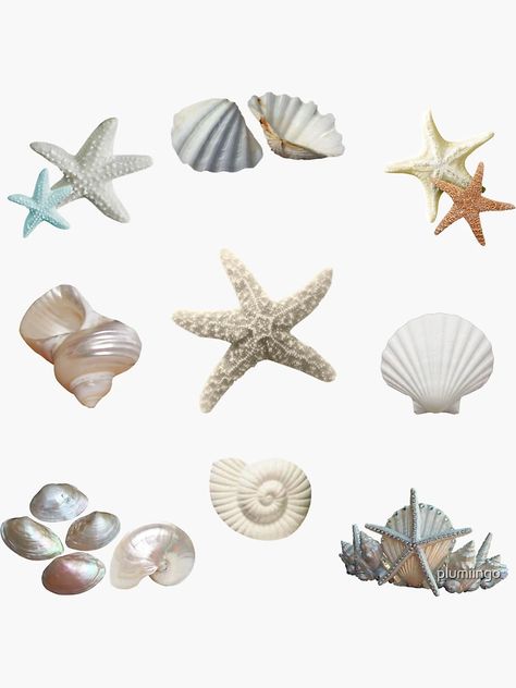 "seashell aesthetic" Sticker for Sale by plumiingo | Redbubble Seashell Aesthetic, Aesthetic Bucket Hat, Aesthetic Sticker, Png Aesthetic, Photo Stickers, Aesthetic Stickers, Beach Aesthetic, Design Graphique, Summer Aesthetic