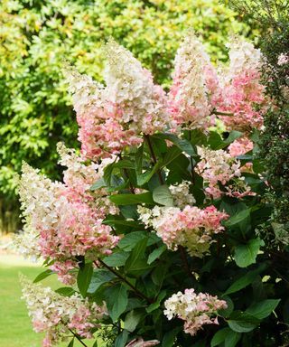 Pinky Winky Hydrangea, Hardy Hydrangea, Pruning Hydrangeas, Fall Hydrangea, Growing Hydrangeas, Video Garden, Backyard Farming, Sustainable Garden, Food Garden