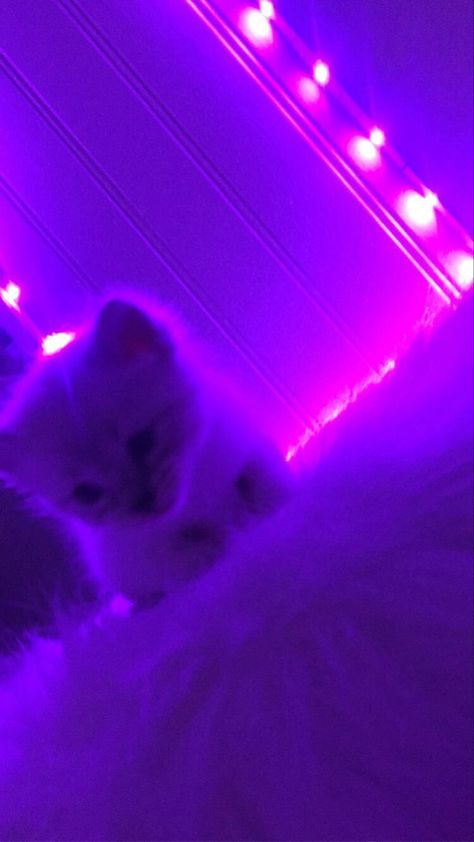 Purple Vibe Aesthetic Wallpaper, Purple Cat Aesthetic, Led Viola, Purple Galaxy Wallpaper, Purple Led Lights, Purple Aesthetic Background, Pink Wallpaper Hello Kitty, Electric Purple, Kitten Wallpaper