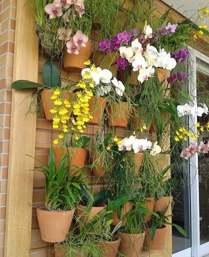 25 Brilliant Orchid Hanging Ideas For Your Wall Garden Small Garden Landscape Design, Hanging Orchid, Indoor Orchids, Orchid House, Small Garden Landscape, Jasmine Plant, Types Of Orchids, Growing Orchids, Orchids Garden