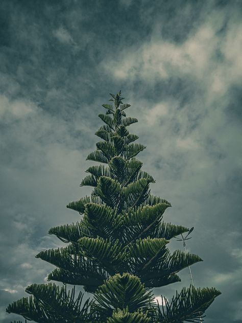 Wallpaper Tree, Tree Growth, Dark Cyan, Single Tree, Wallpaper Dark, Dark Sky, Tree Wallpaper, Dark Forest, Pinterest Board