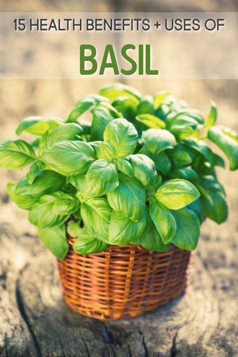 Health Benefits Of Basil, Benefits Of Basil, Basil Health Benefits, Italian Salad Recipes, Italian Recipe, Holy Basil, Italian Pizza, Healing Food, Nutritional Value