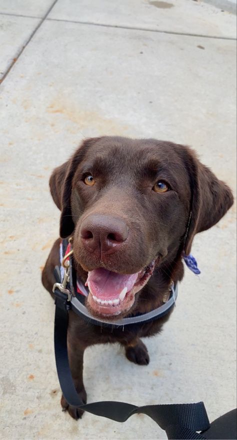 Choc Lab Puppy, Lab Puppies Chocolate, Brown Lab Puppies, Puppy Chocolate Lab, Chocolate Lab Service Dog, Chocolate Lab Full Grown, Baby Chocolate Lab, Chocolate Brown Labrador, Brown Lab Aesthetic