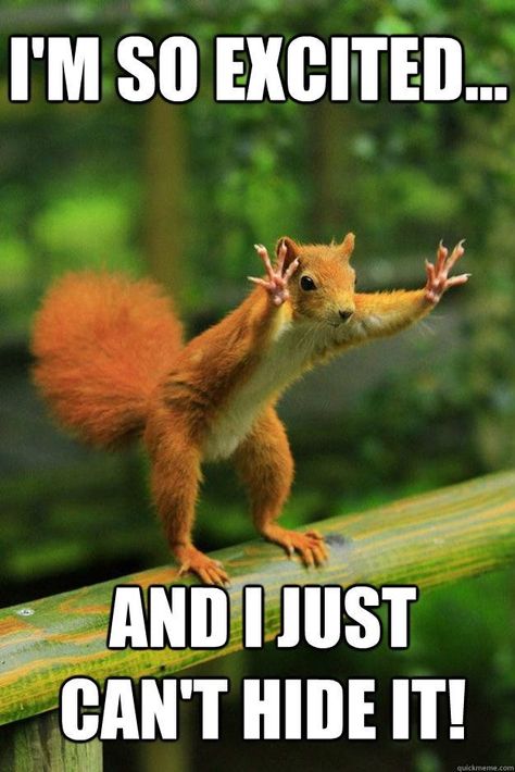 I'm so excited ...  and I just can't hide it! Squirrel Memes, Funny Photo Captions, Squirrel Pictures, Real Estate Memes, Photo Animaliere, Squirrel Funny, Real Estate Humor, Cute Squirrel, A Squirrel