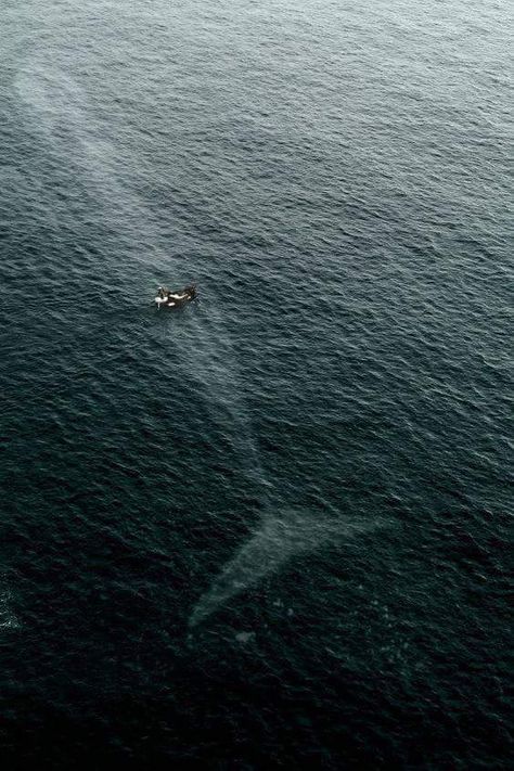 A boat passing over the giant blue whale, the largest animal on the planet 웃긴 사진, Blue Whale, Ocean Creatures, In The Ocean, Sea World, Ocean Life, Whales, Amazing Nature, Marine Life