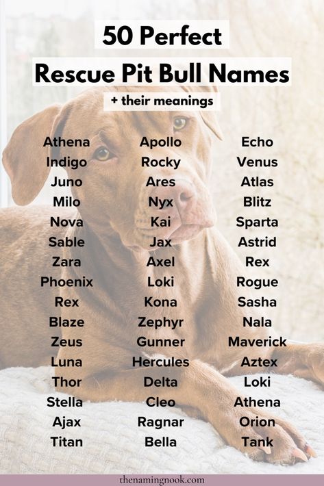 50 Perfect Rescue Pit Bull Dog Names + Their Meanings. Click through for cute and unique rescue dog and puppy names for your rescue pit bull that no one else is using! Cute puppy names, cute names for dogs, rescue dog names Bull Names, Cute Animal Names, Cute Puppy Names, Cute Pet Names, Cute Names For Dogs, Dogs Rescue, Dog And Puppy, Warrior Spirit, Puppy Names