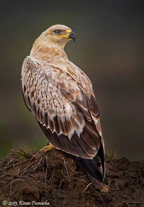 Tawny eagle (Aquila rapax). It breeds in most of Africa both north and south of the Sahara Desert and across tropical southwestern Asia to India. Tawny Eagle, Raptors Bird, Cooper's Hawk, The Sahara Desert, Eagle Art, Kinds Of Birds, Sahara Desert, North And South, Cute Pets