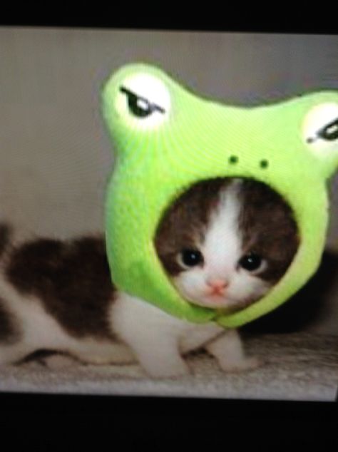 Cat with a frog hat!! Frogs To Draw, Draw A Frog, Frog Sketch, Frog Hat, Frog Costume, Frog Wallpaper, Frog Illustration, Frog Crafts, Frog Tattoos